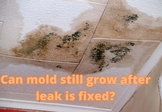 Can mold grow after leak is fixed