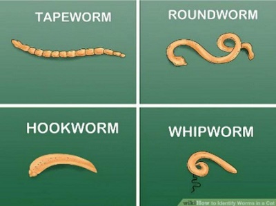 How to clean your house after worms