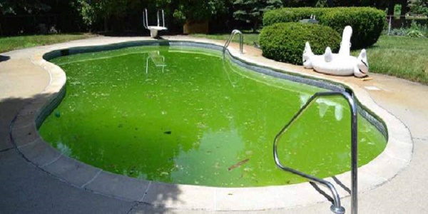 Algae keeps coming back in pool