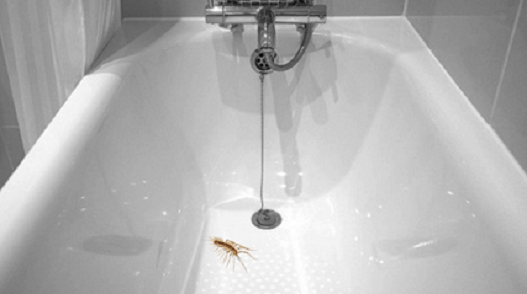 Signs of House Centipede Infestation